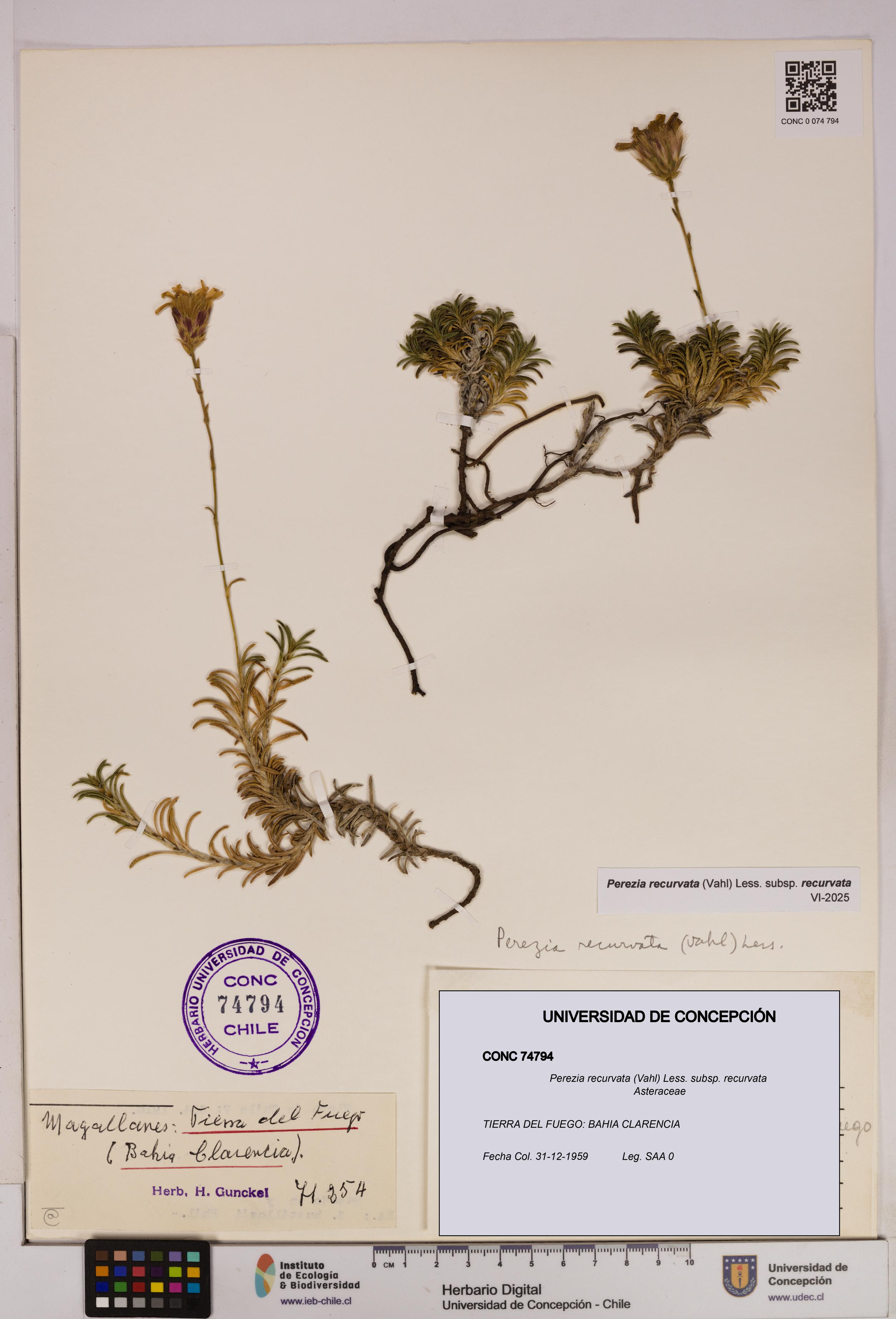 Perezia recurvata subsp. recurvata [Espécimen: UDEC:CONC:0074794]