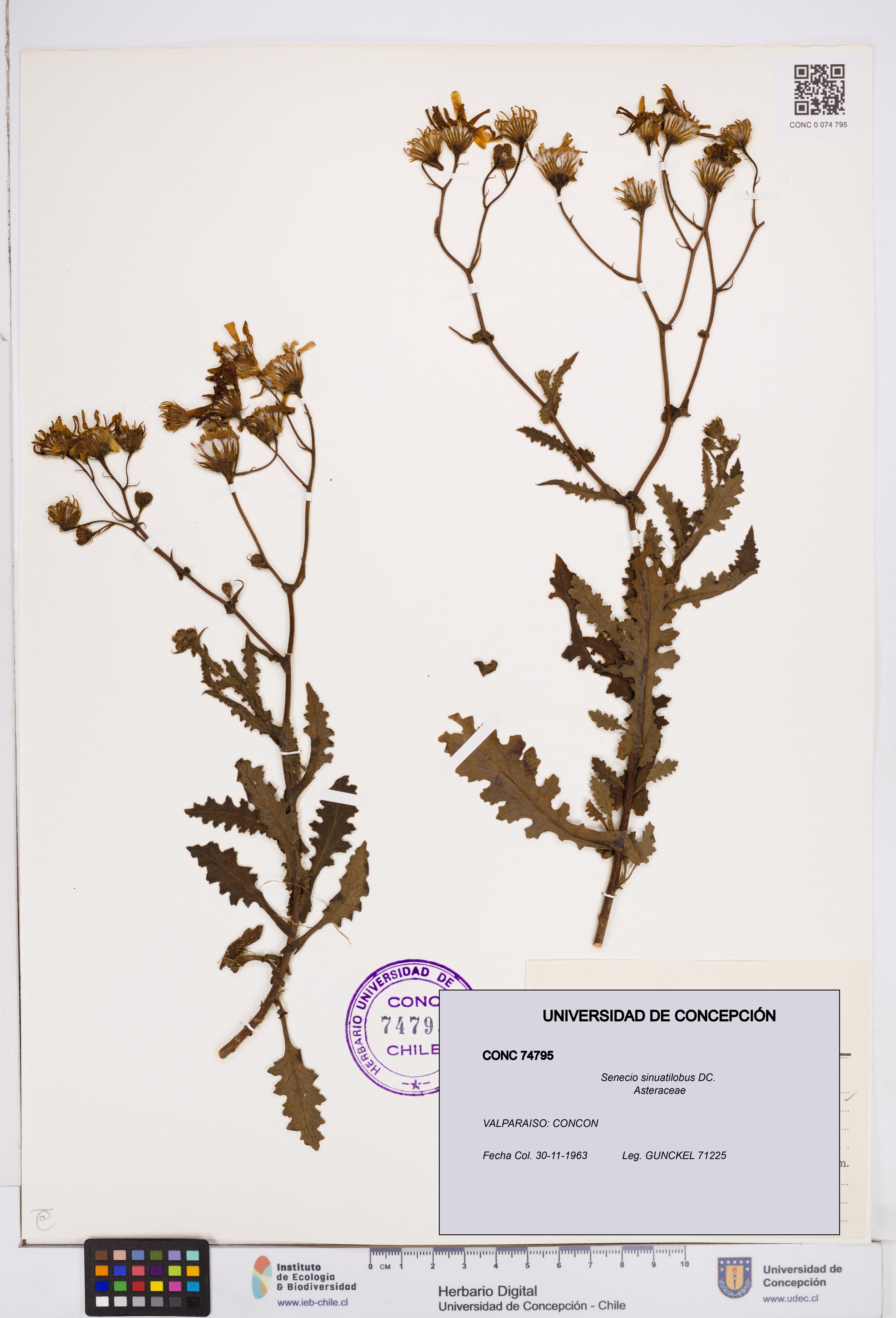 Senecio sinuatilobus [Espécimen: ]