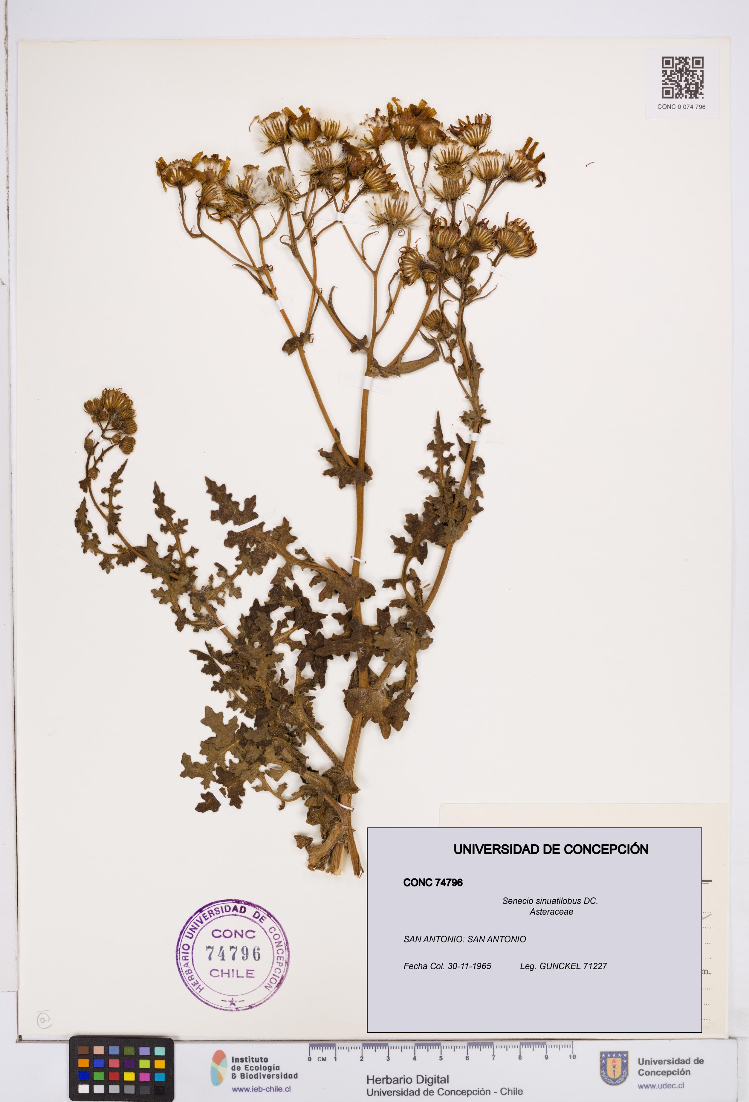 Senecio sinuatilobus [Espécimen: ]