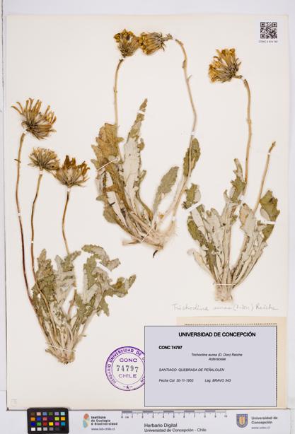Trichocline aurea [Espécimen: ]