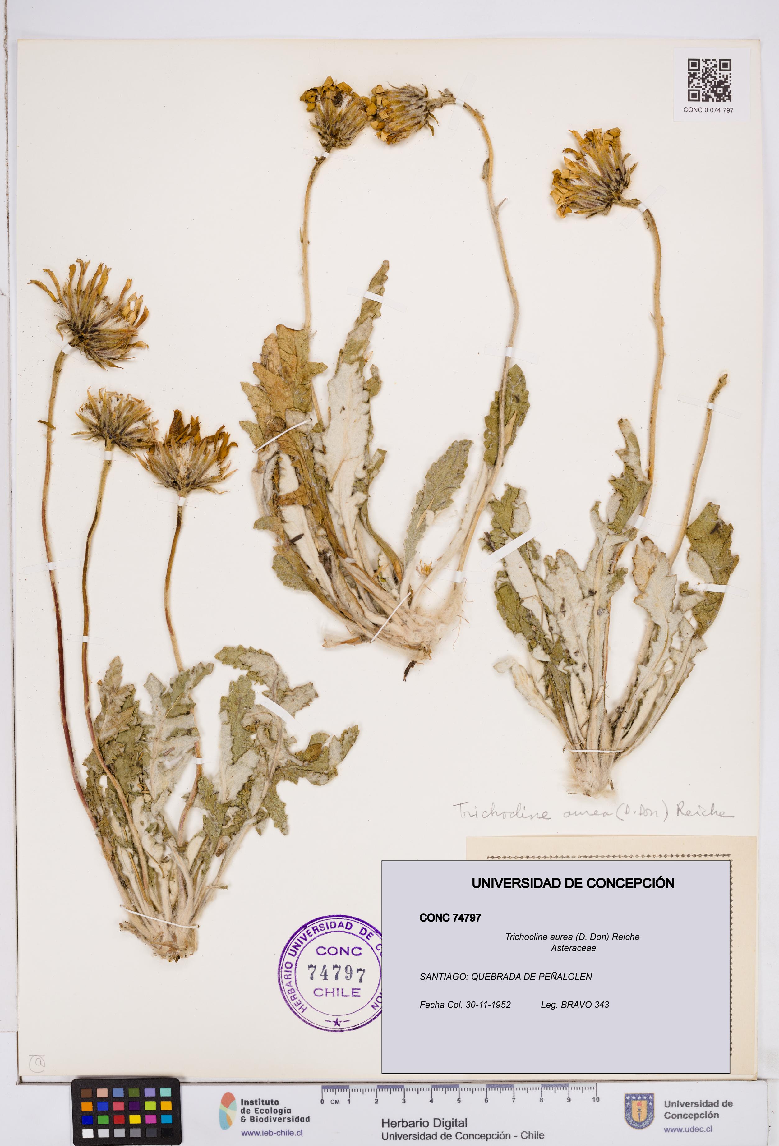 Trichocline aurea [Espécimen: ]