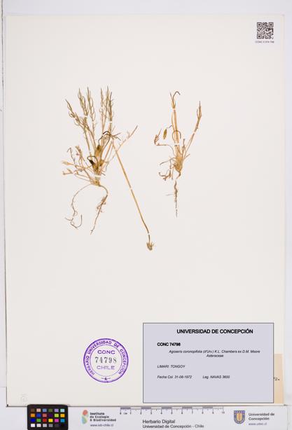 Agoseris coronopifolia [Espécimen: ]