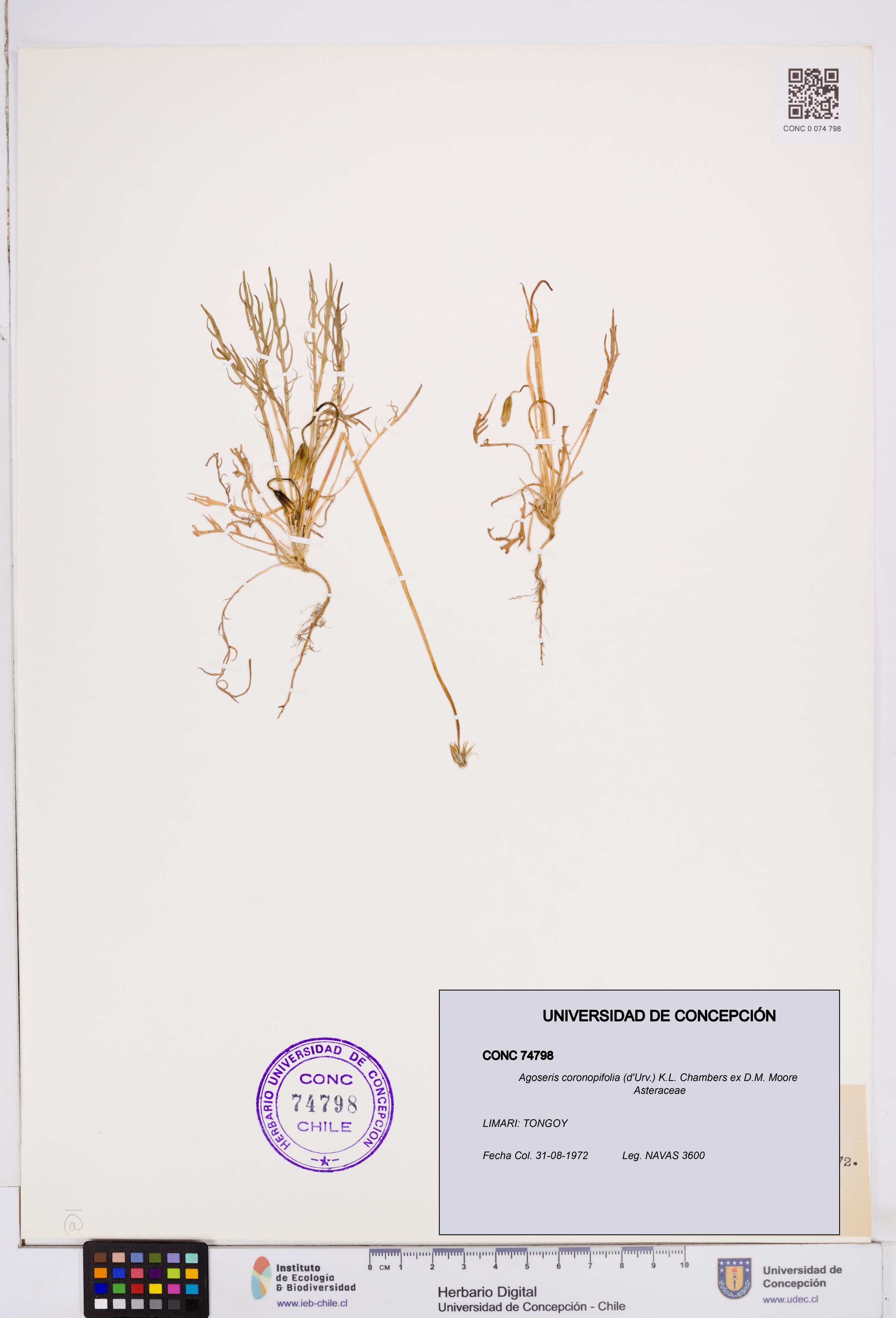 Agoseris coronopifolia [Espécimen: ]