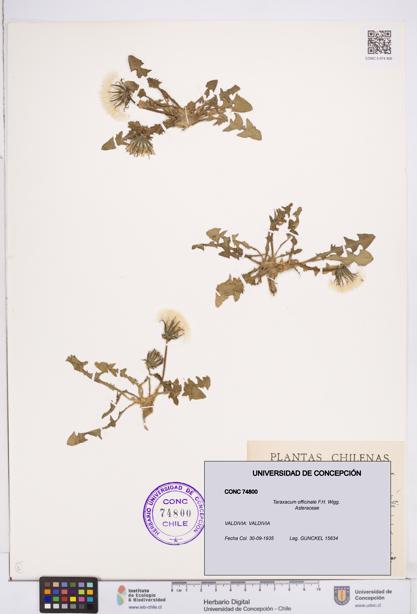 Taraxacum officinale [Espécimen: ]