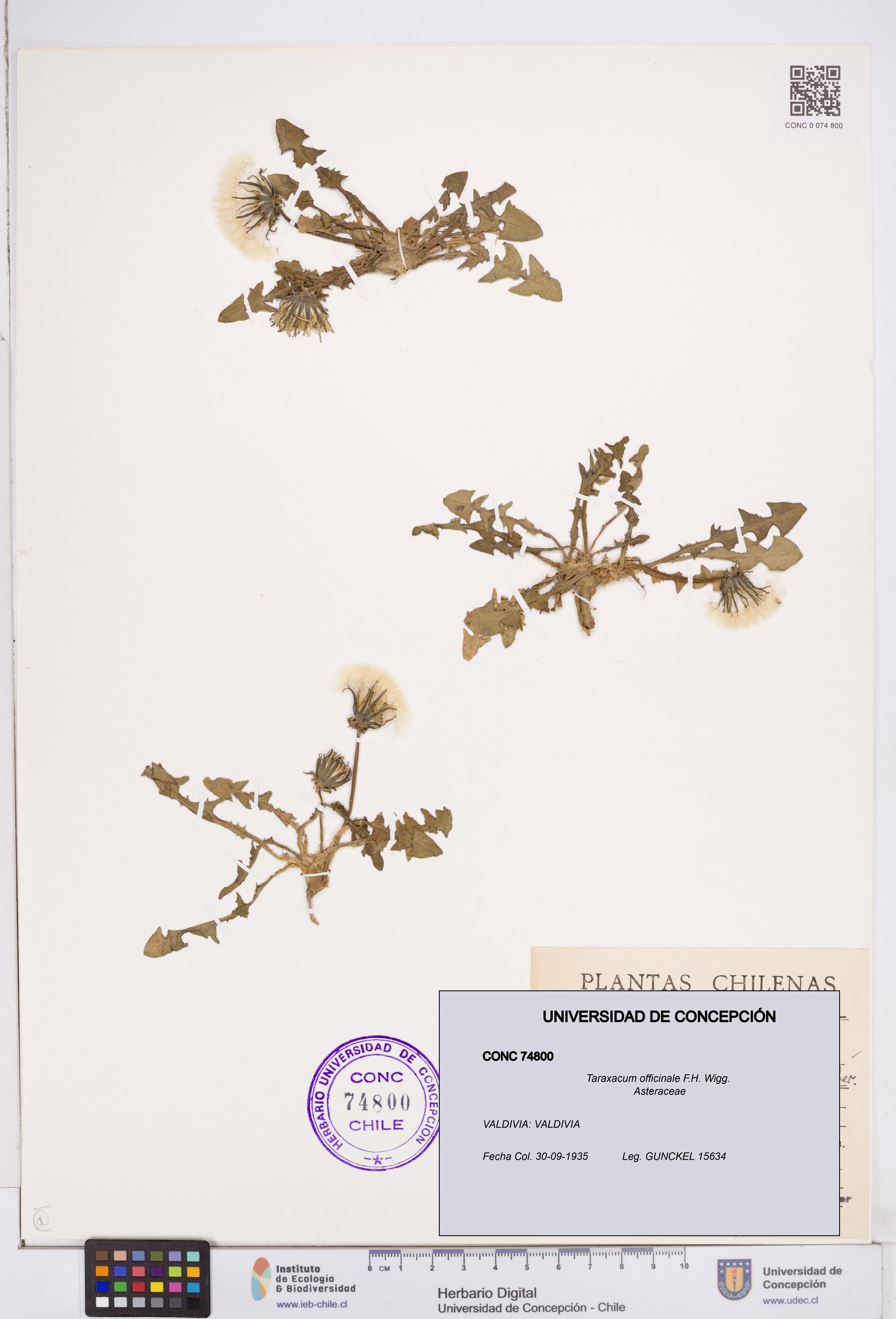 Taraxacum officinale [Espécimen: ]