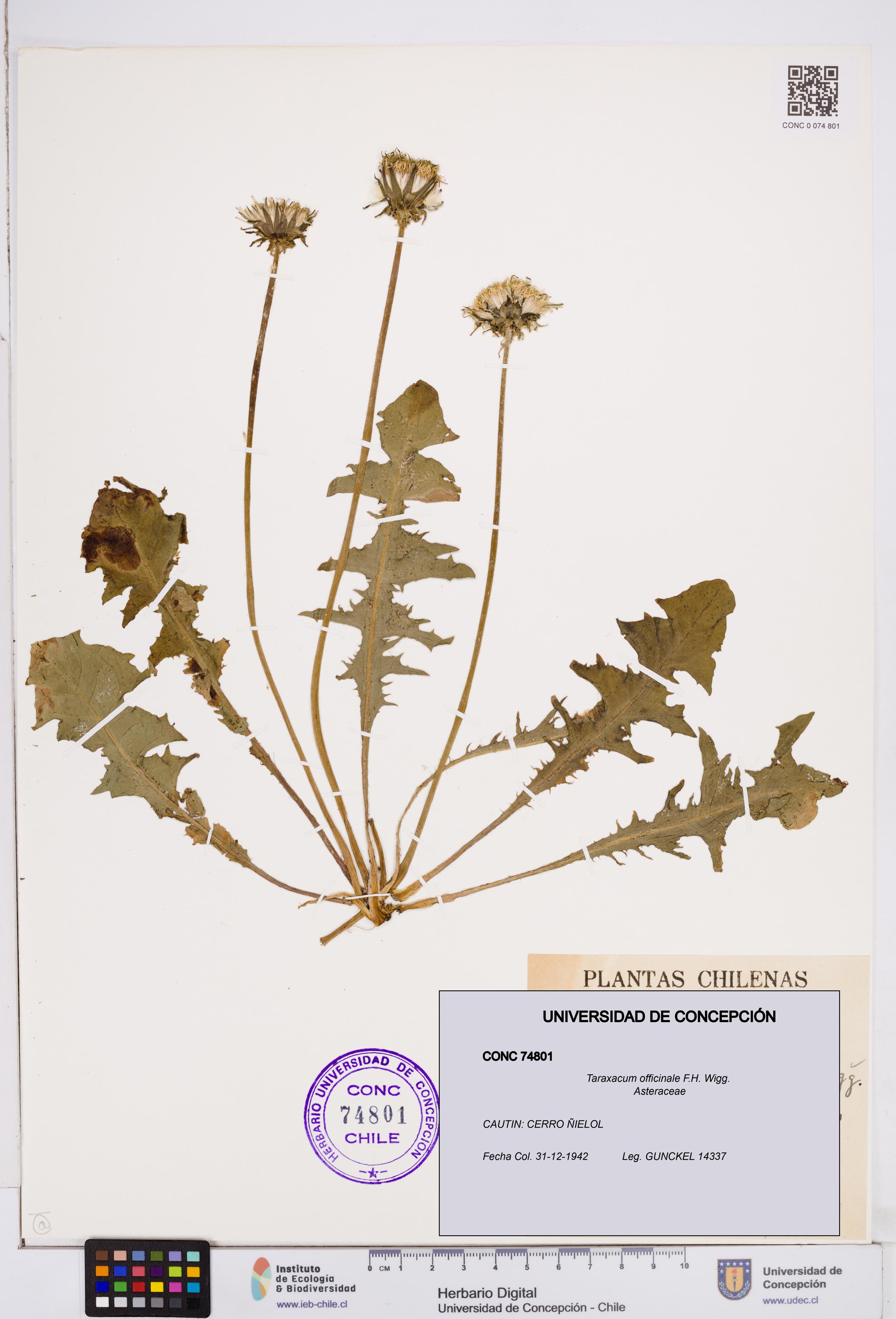 Taraxacum officinale [Espécimen: ]