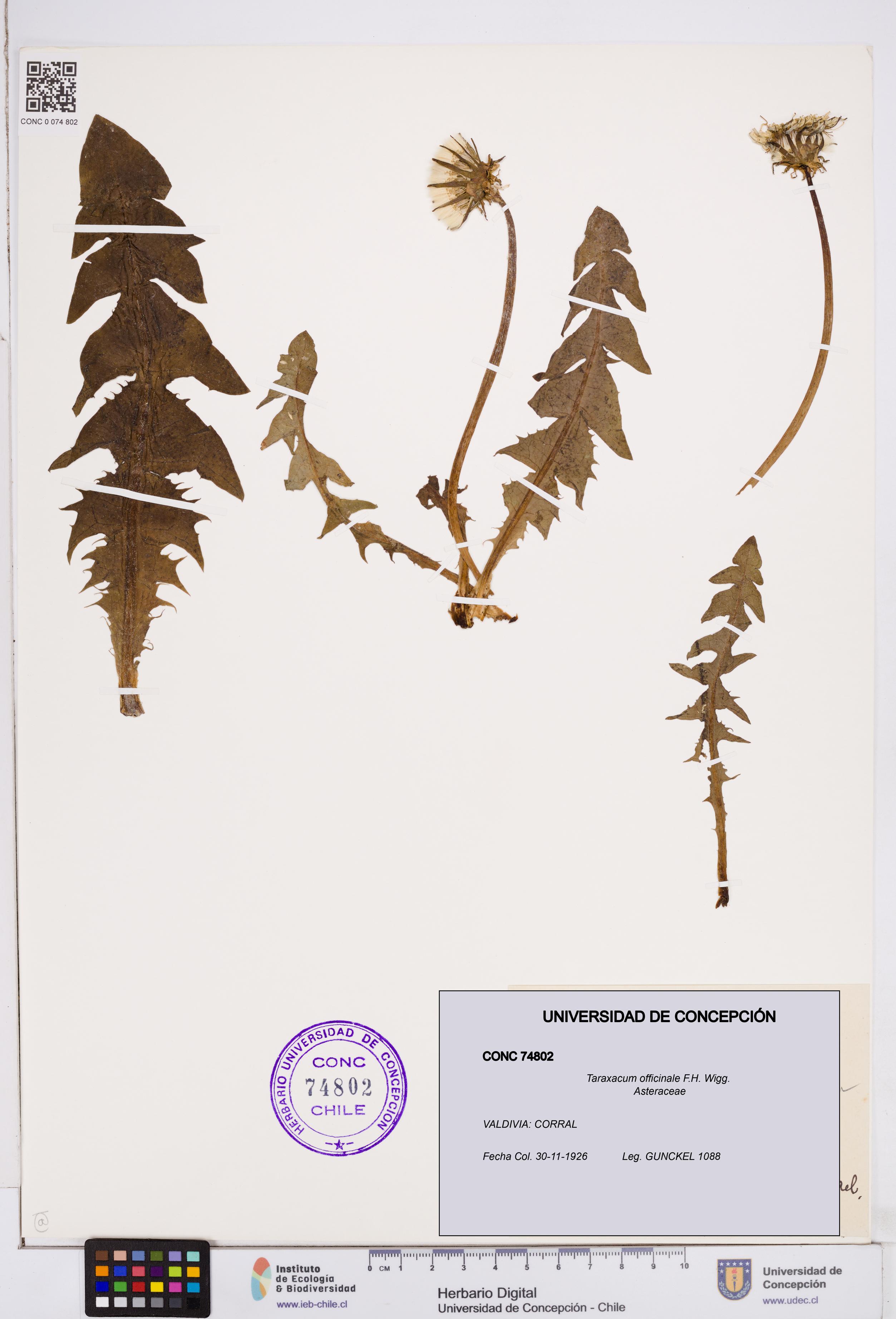 Taraxacum officinale [Espécimen: ]