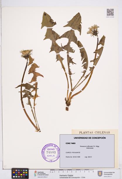 Taraxacum officinale [Espécimen: ]