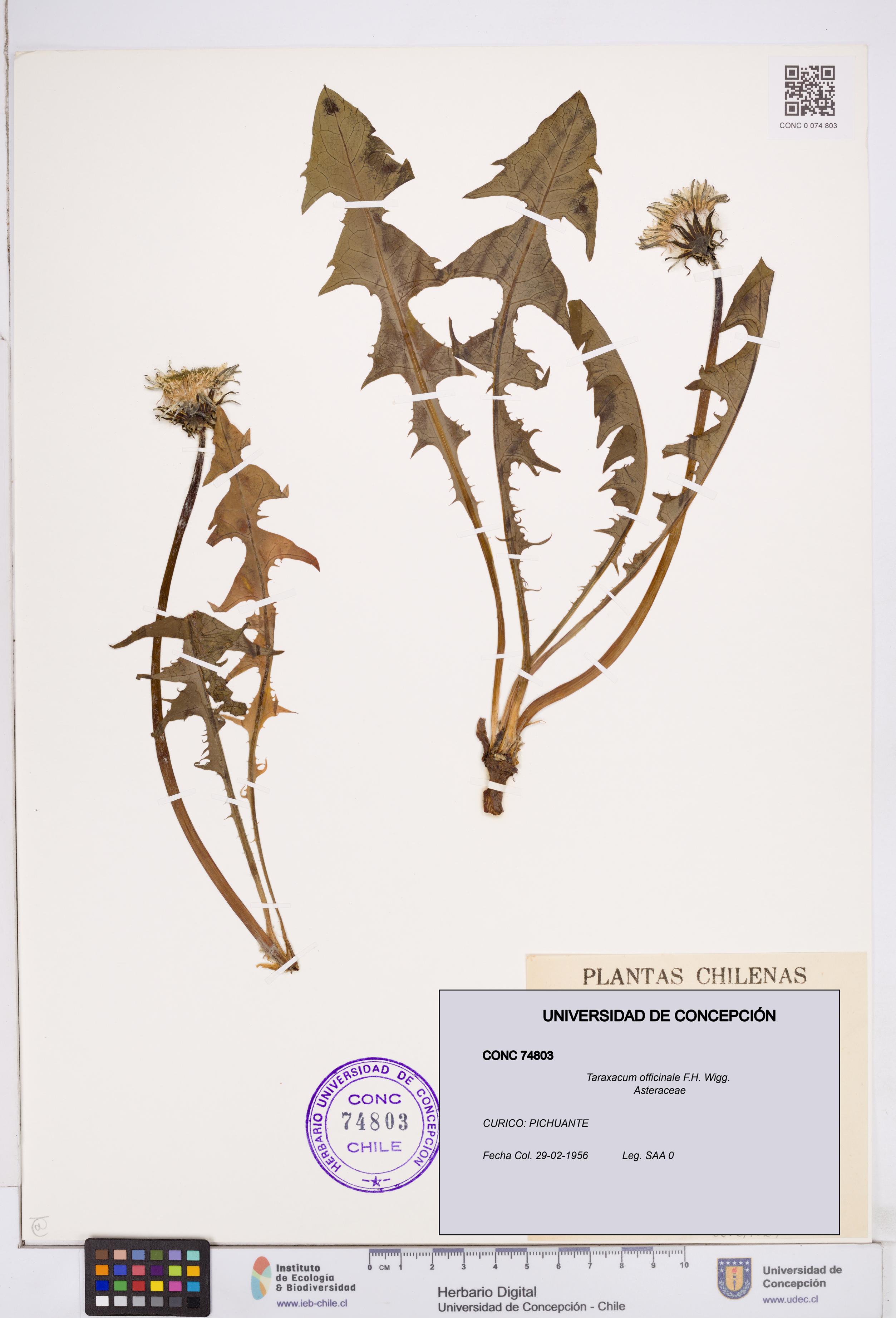 Taraxacum officinale [Espécimen: ]