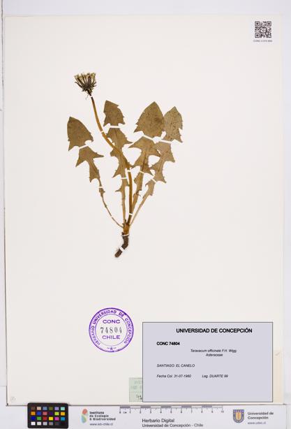 Taraxacum officinale [Espécimen: ]
