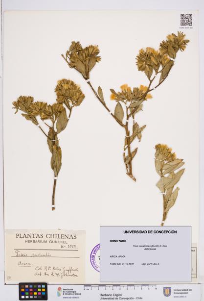 Trixis cacalioides [Espécimen: ]
