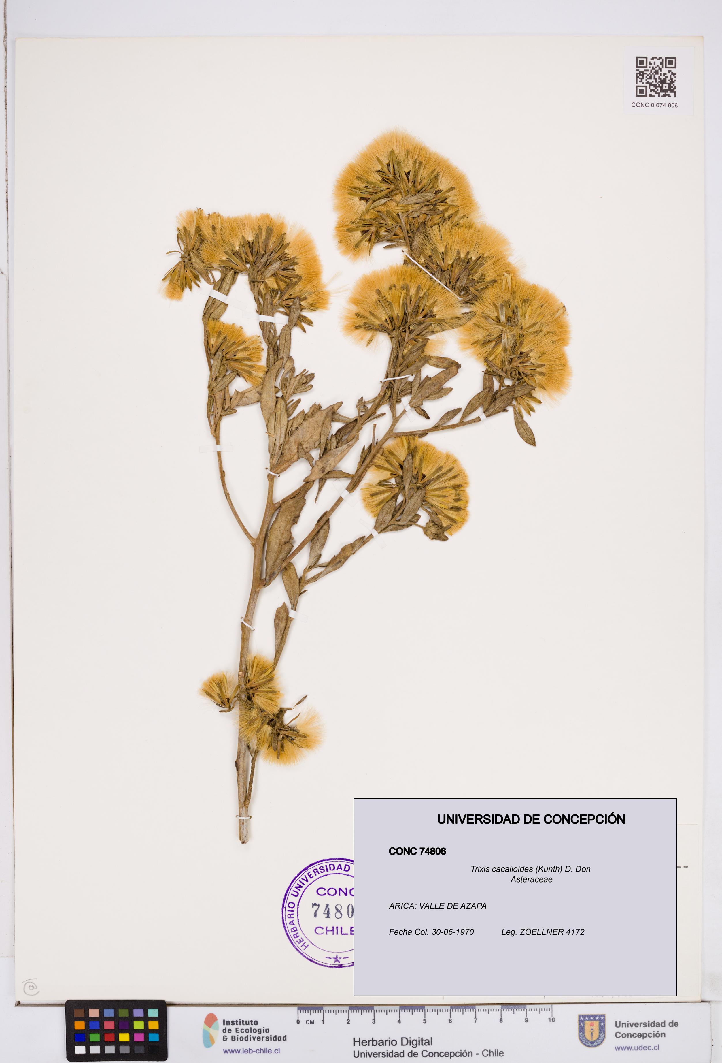 Trixis cacalioides [Espécimen: ]