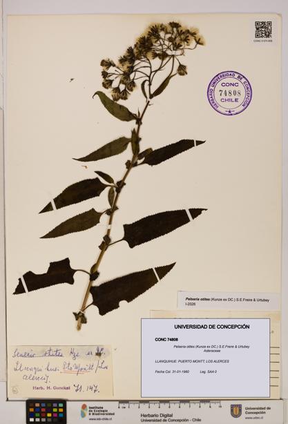 Pelseria otites [Espécimen: ]