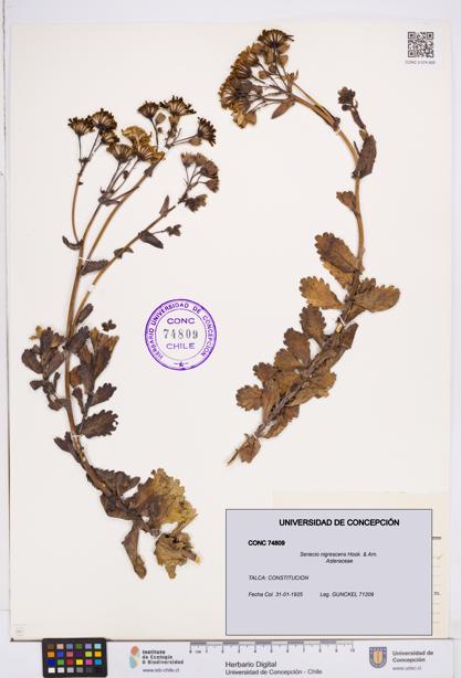 Senecio nigrescens [Espécimen: ]