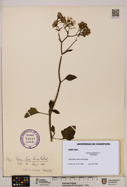 Senecio angulatus [Espécimen: UDEC:CONC:0074811]
