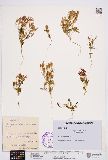 Tagetes multiflora [Espécimen: ]