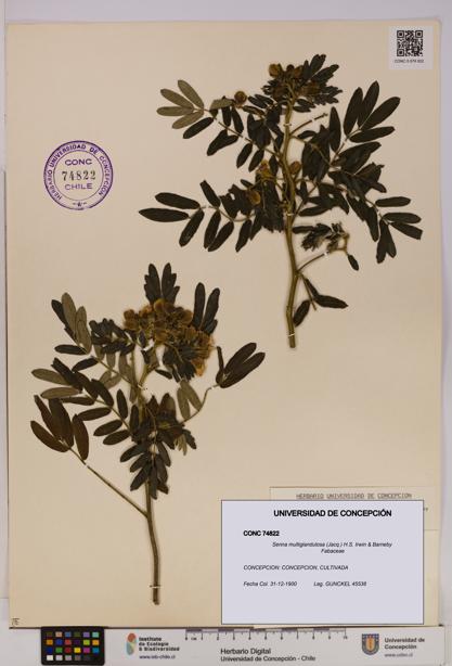 Senna multiglandulosa [Espécimen: UDEC:CONC:0074822]