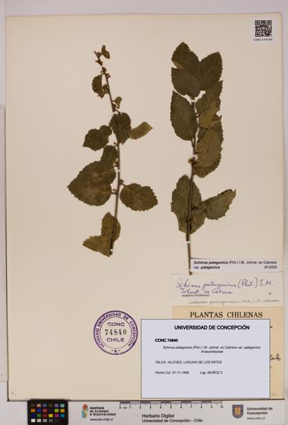 Schinus patagonica [Espécimen: UDEC:CONC:0074840]