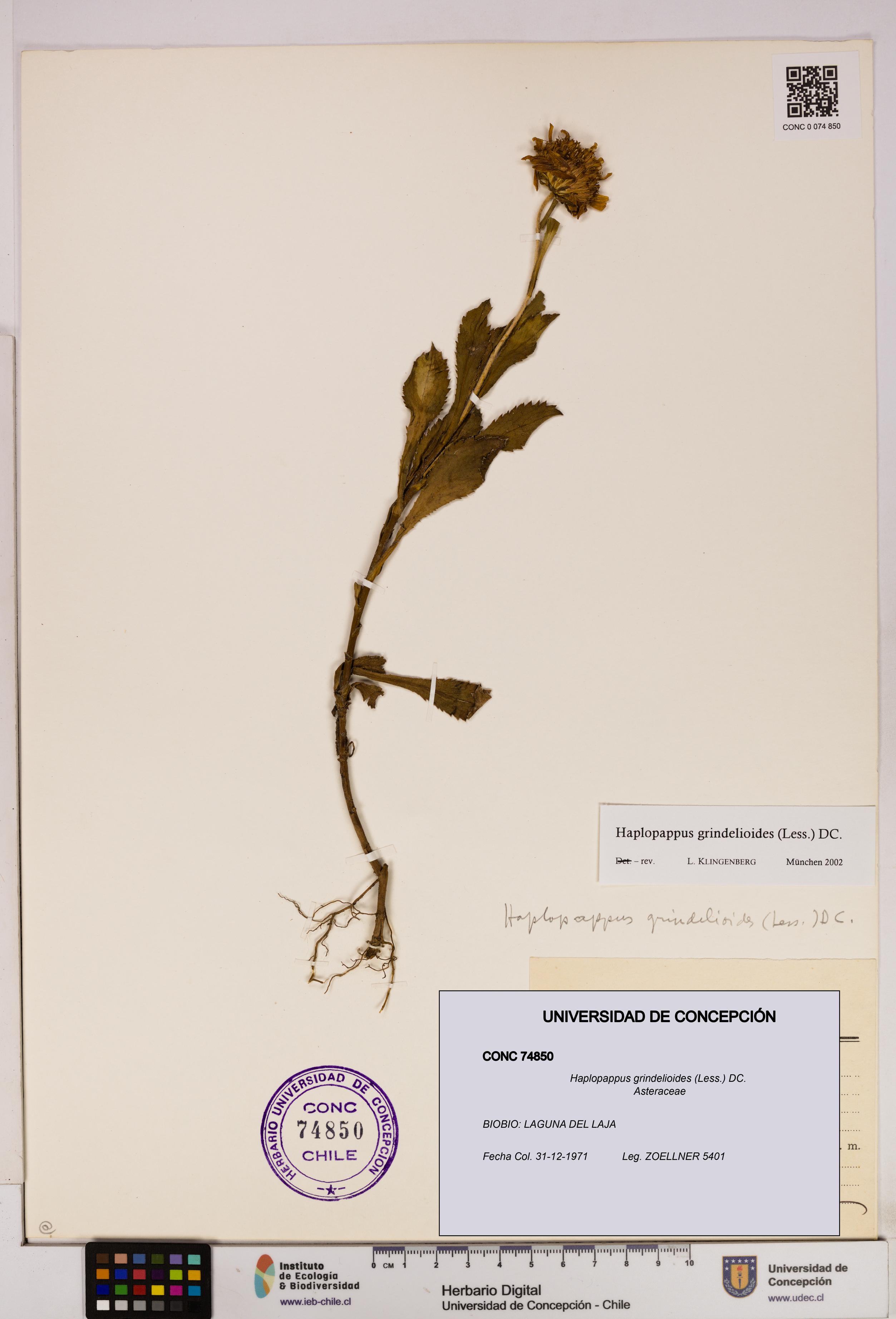 Haplopappus grindelioides [Espécimen: UDEC:CONC:0074850]