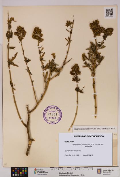 Ophryosporus pinifolius [Espécimen: UDEC:CONC:0074851]