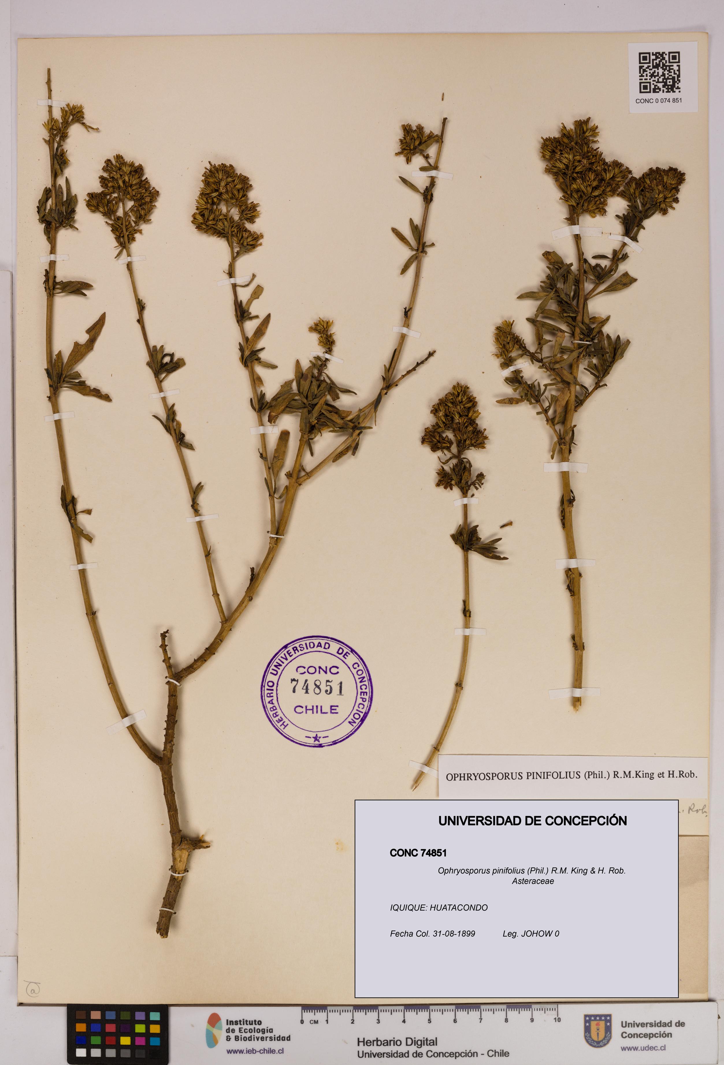 Ophryosporus pinifolius [Espécimen: UDEC:CONC:0074851]