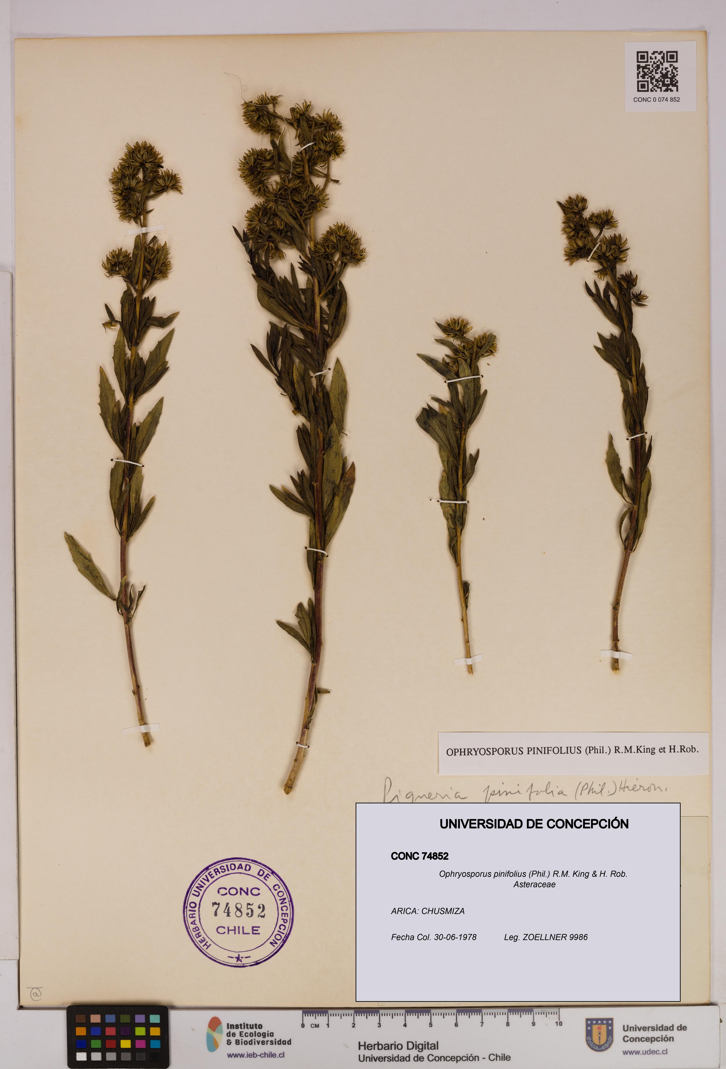 Ophryosporus pinifolius [Espécimen: UDEC:CONC:0074852]