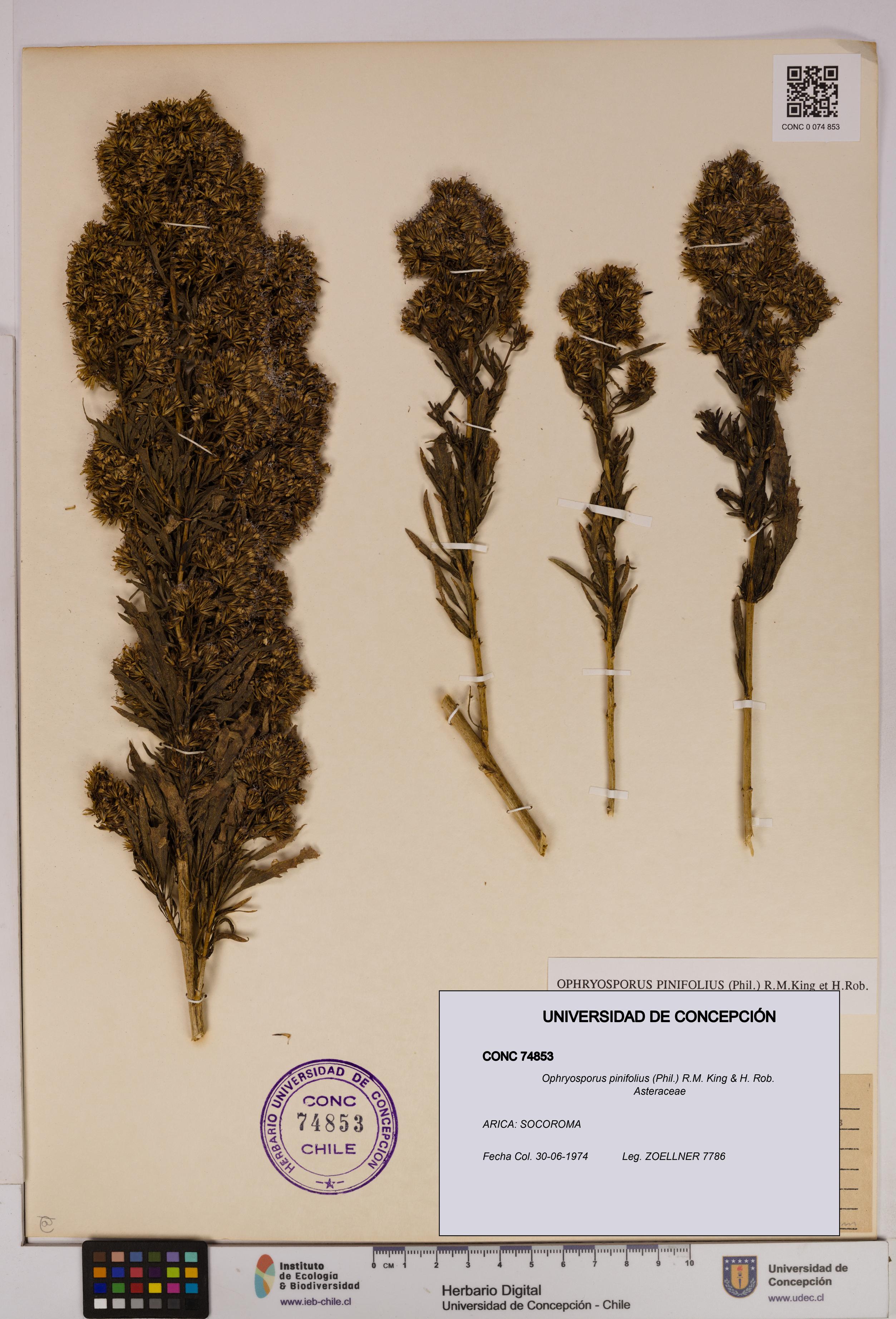 Ophryosporus pinifolius [Espécimen: UDEC:CONC:0074853]