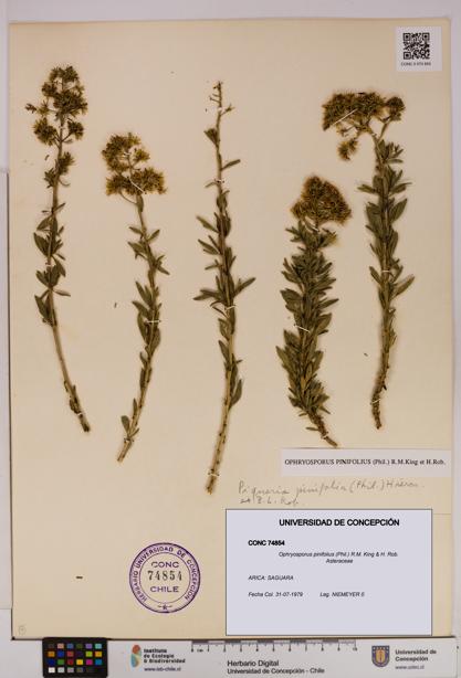 Ophryosporus pinifolius [Espécimen: UDEC:CONC:0074854]