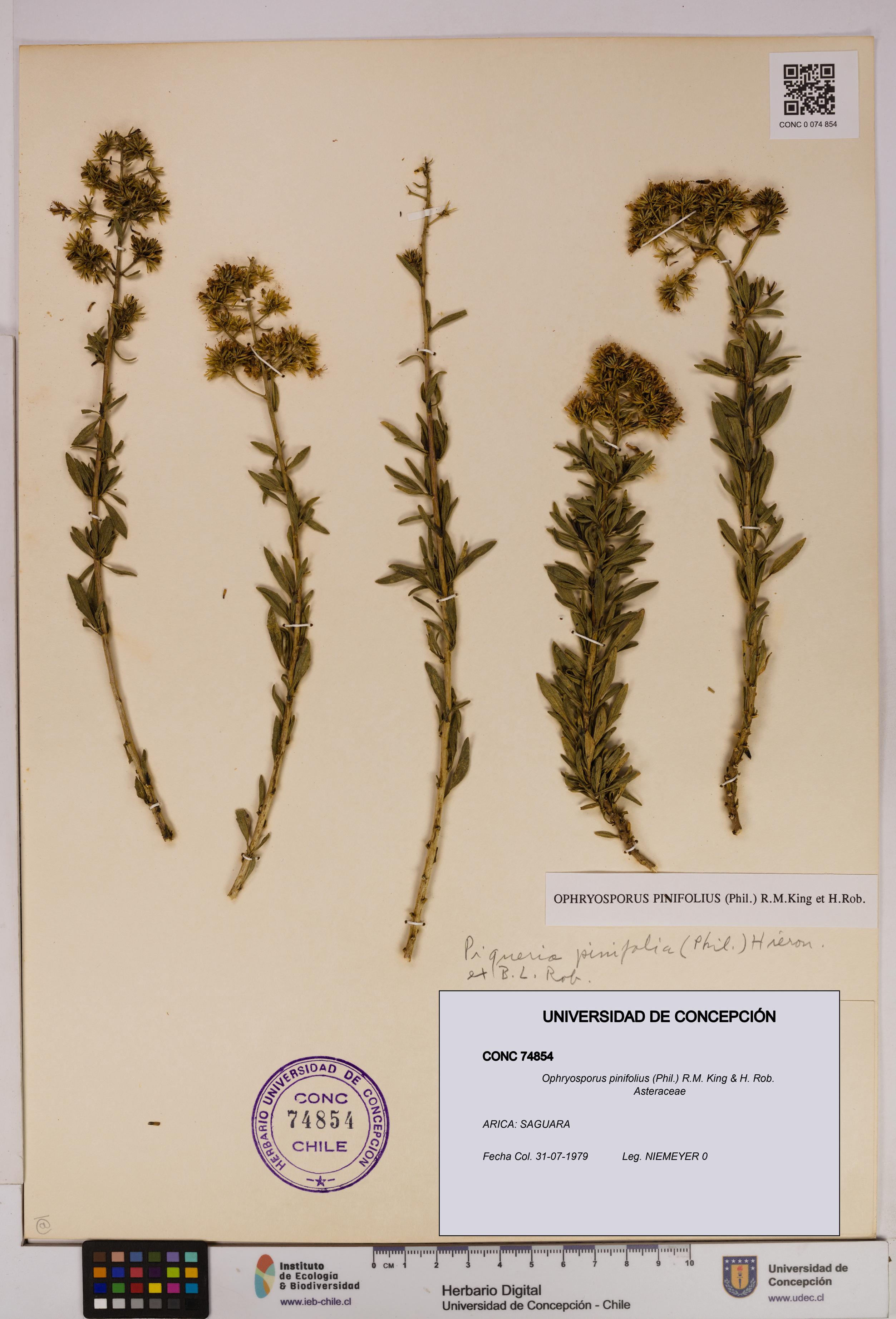 Ophryosporus pinifolius [Espécimen: UDEC:CONC:0074854]