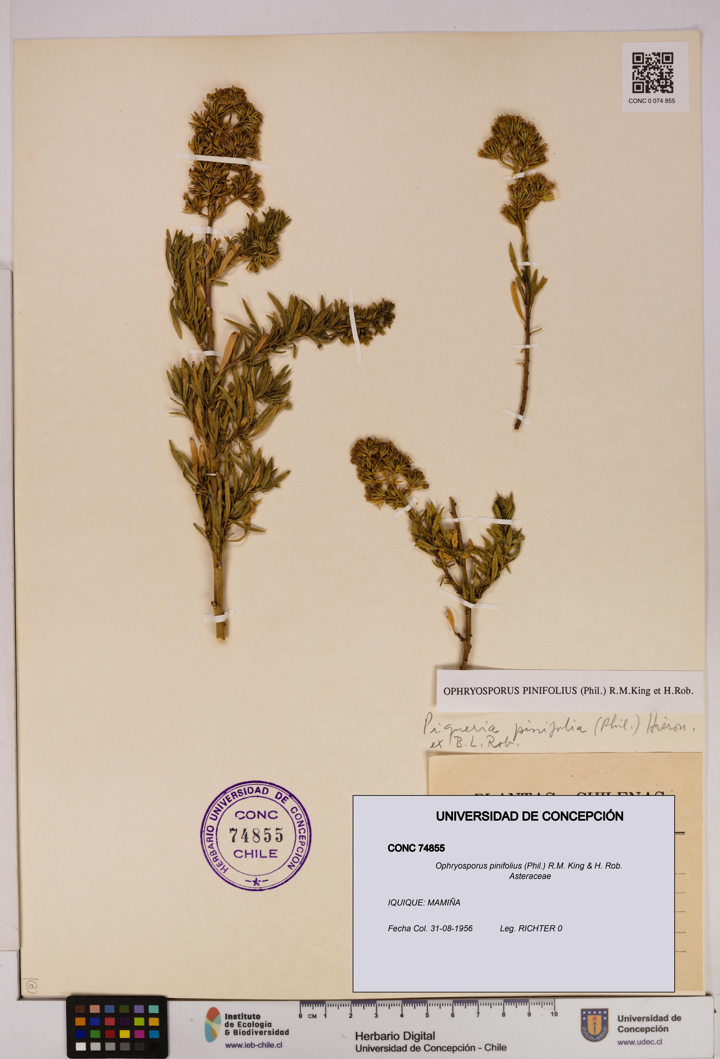 Ophryosporus pinifolius [Espécimen: UDEC:CONC:0074855]