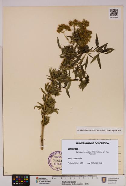 Ophryosporus pinifolius [Espécimen: UDEC:CONC:0074856]