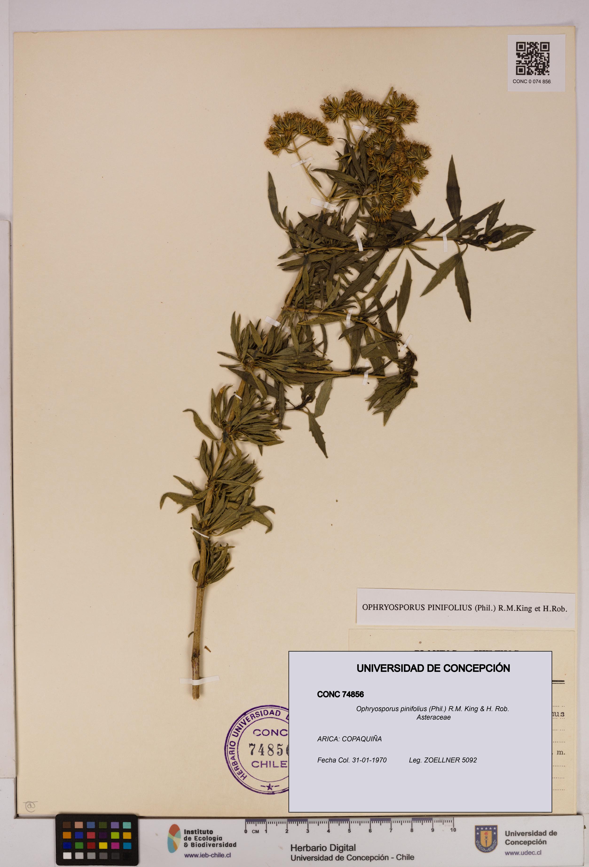 Ophryosporus pinifolius [Espécimen: UDEC:CONC:0074856]