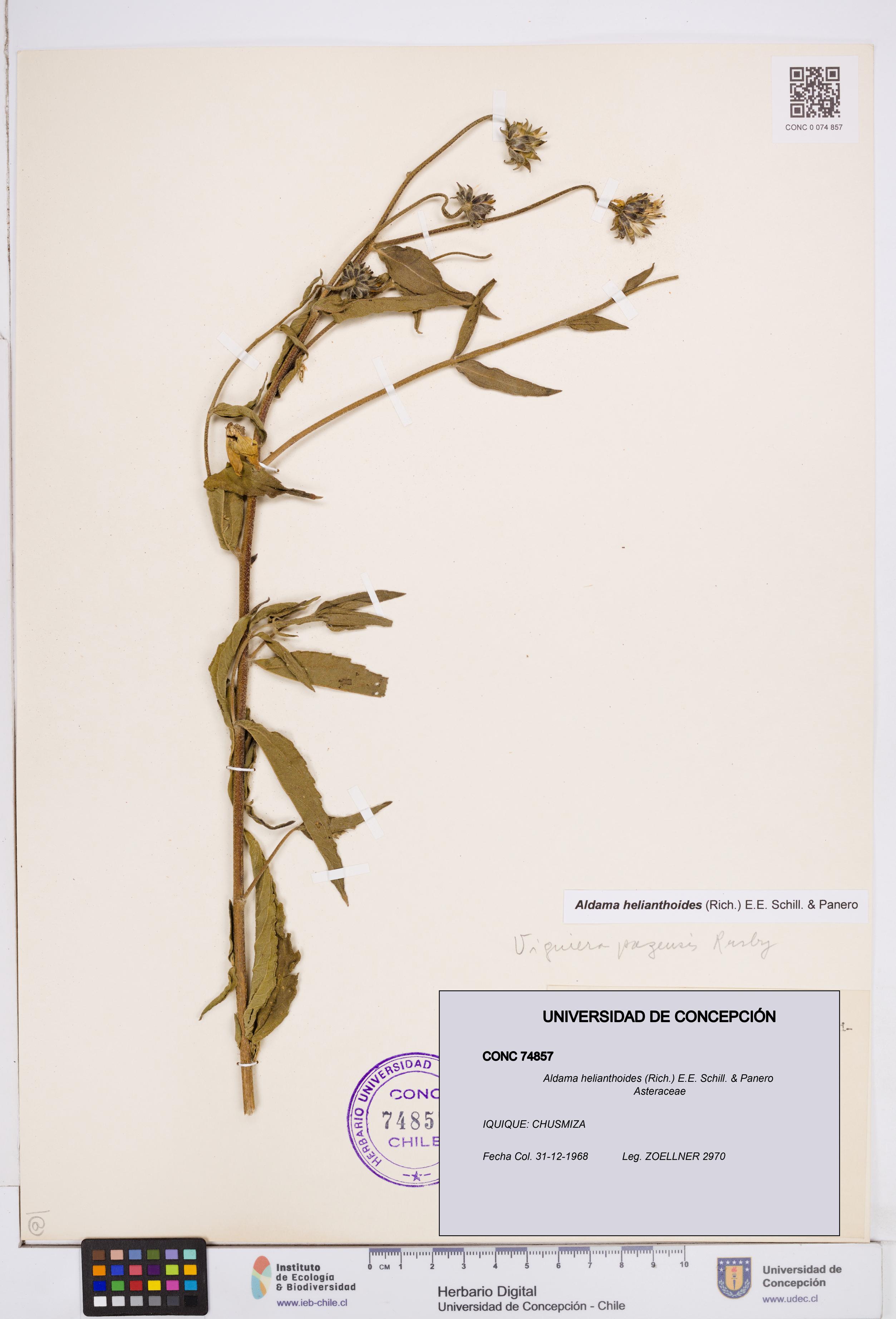 Aldama helianthoides [Espécimen: ]