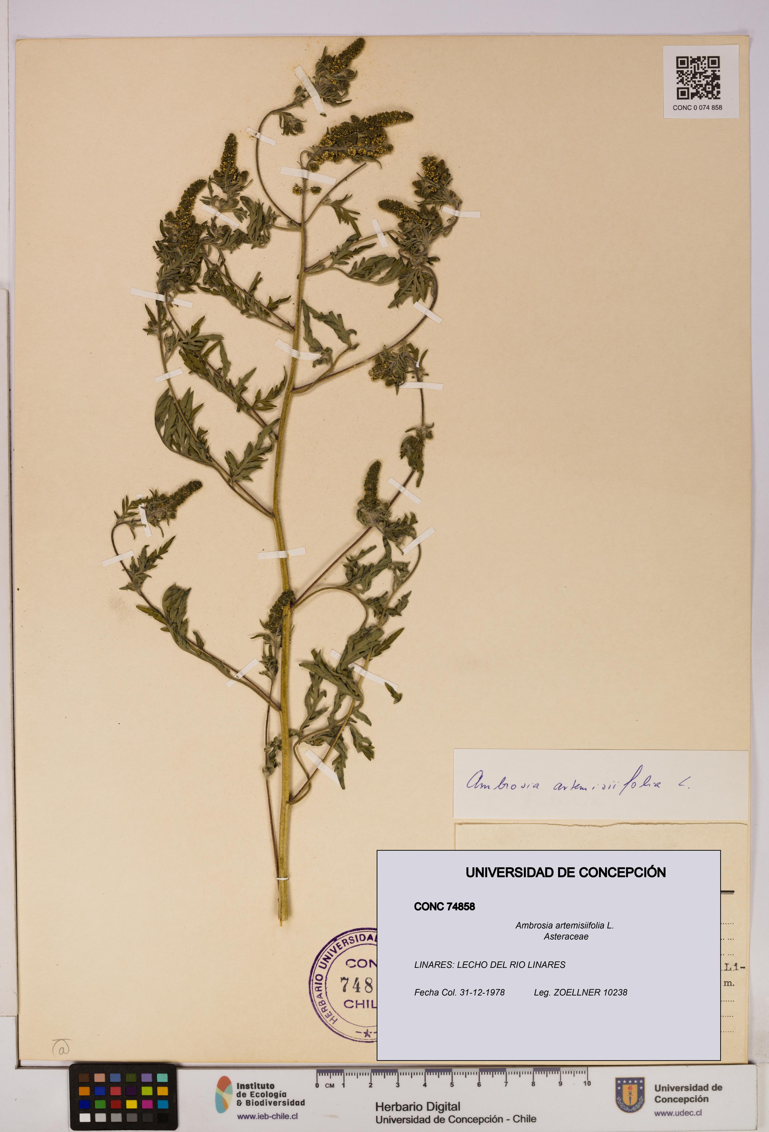 Ambrosia artemisiifolia [Espécimen: UDEC:CONC:0074858]