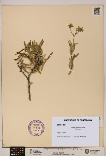Senecio eriocladus [Espécimen: UDEC:CONC:0074859]