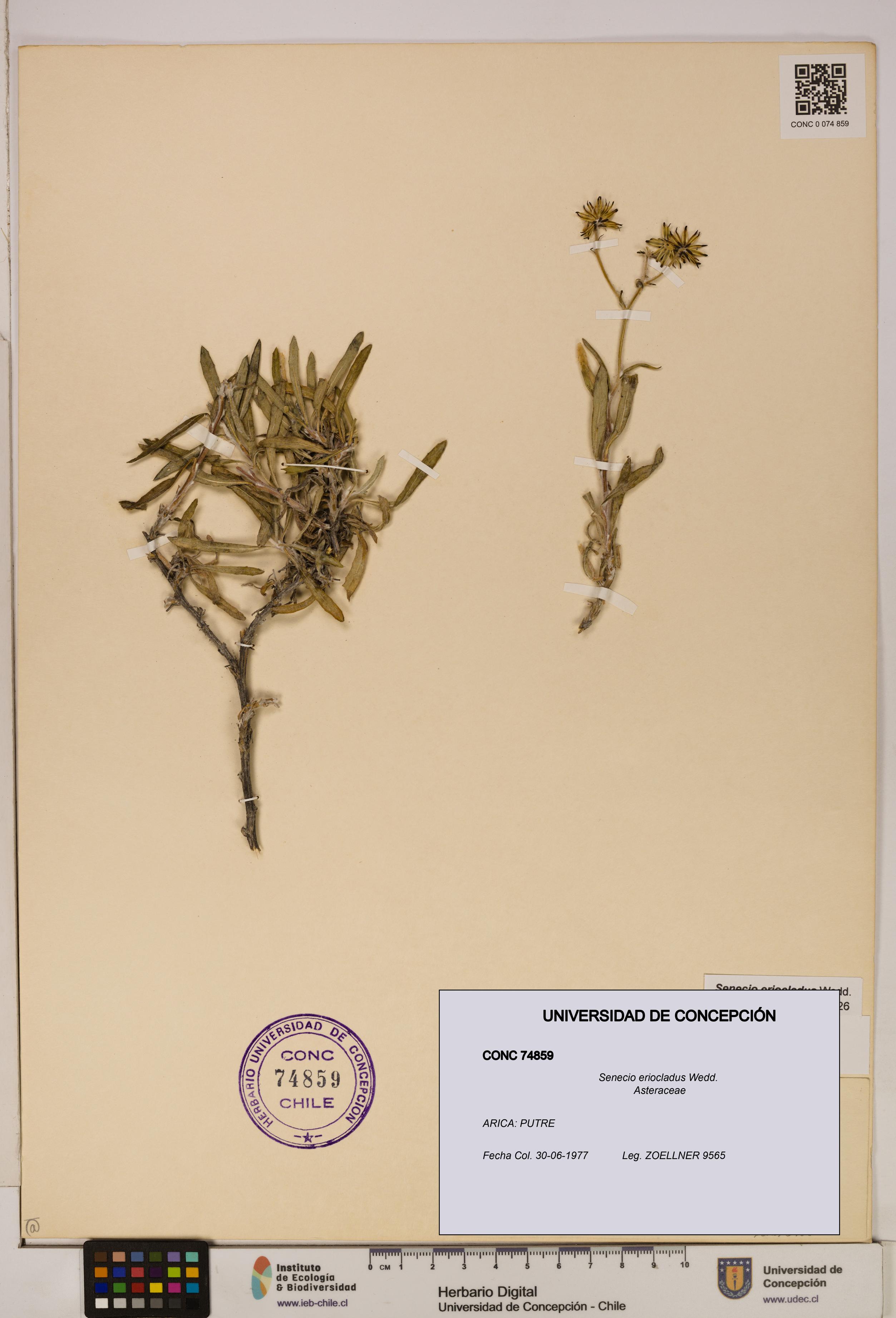 Senecio eriocladus [Espécimen: UDEC:CONC:0074859]