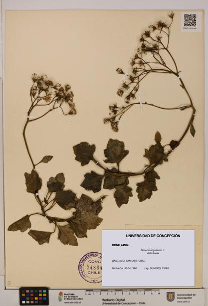 Senecio angulatus [Espécimen: UDEC:CONC:0074864]