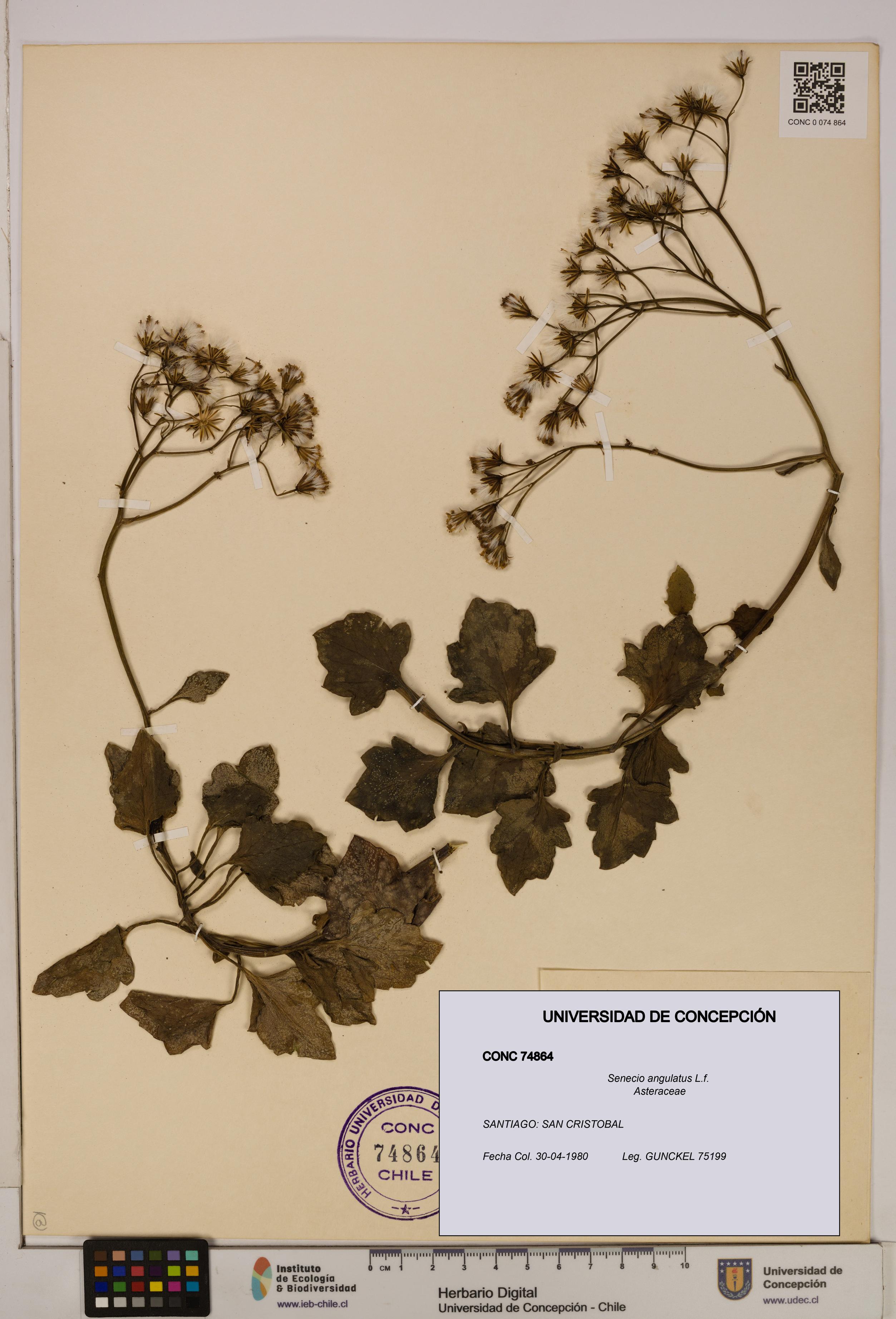 Senecio angulatus [Espécimen: UDEC:CONC:0074864]