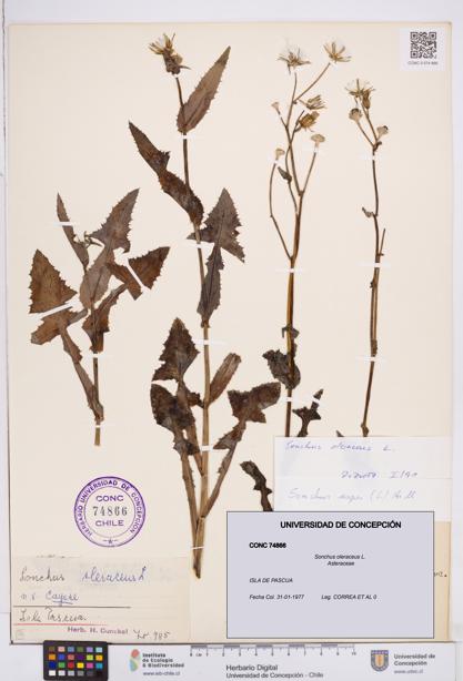 Sonchus oleraceus [Espécimen: ]