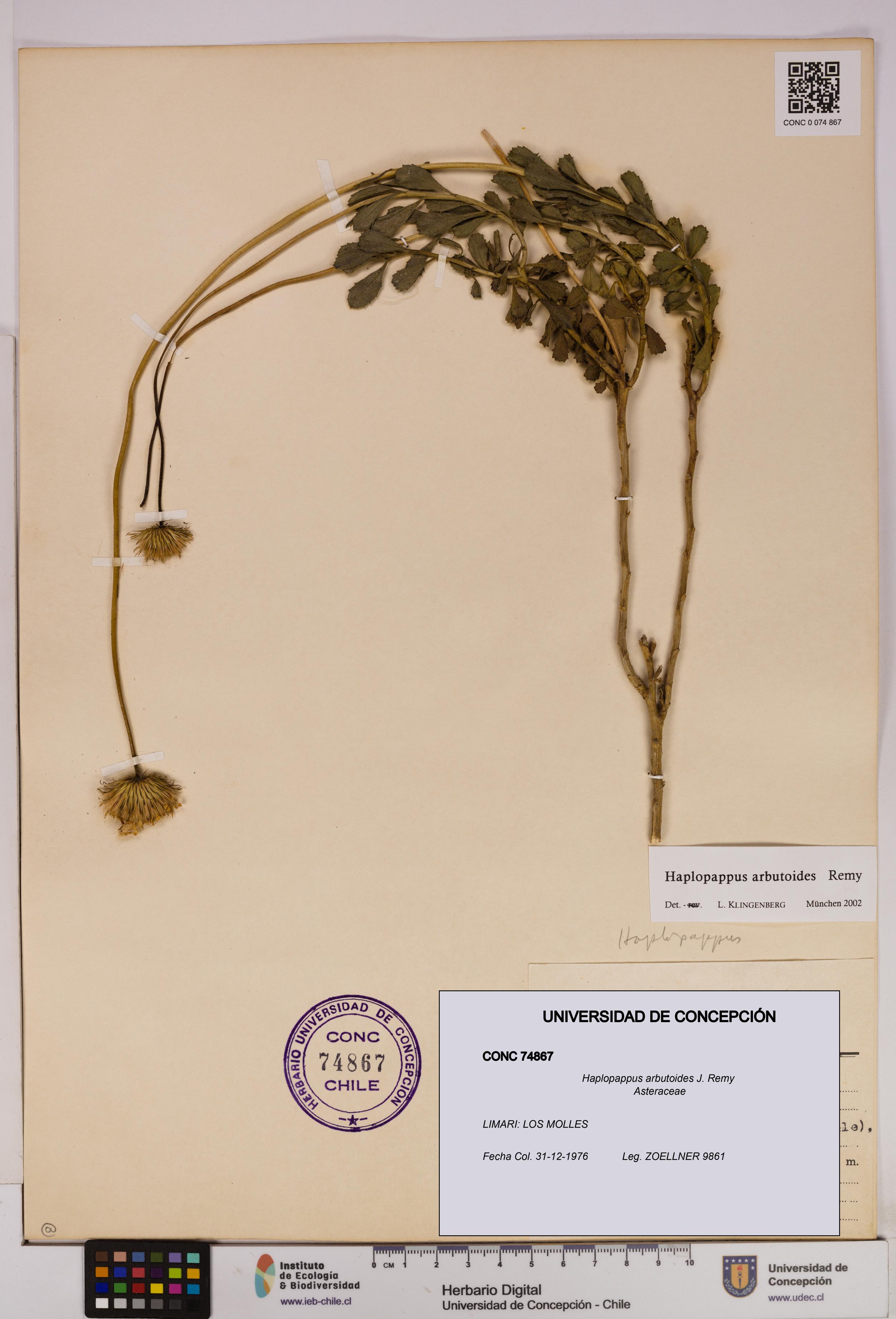 Haplopappus arbutoides [Espécimen: UDEC:CONC:0074867]