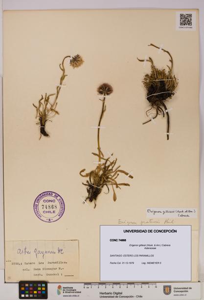 Erigeron gilliesii [Espécimen: UDEC:CONC:0074868]