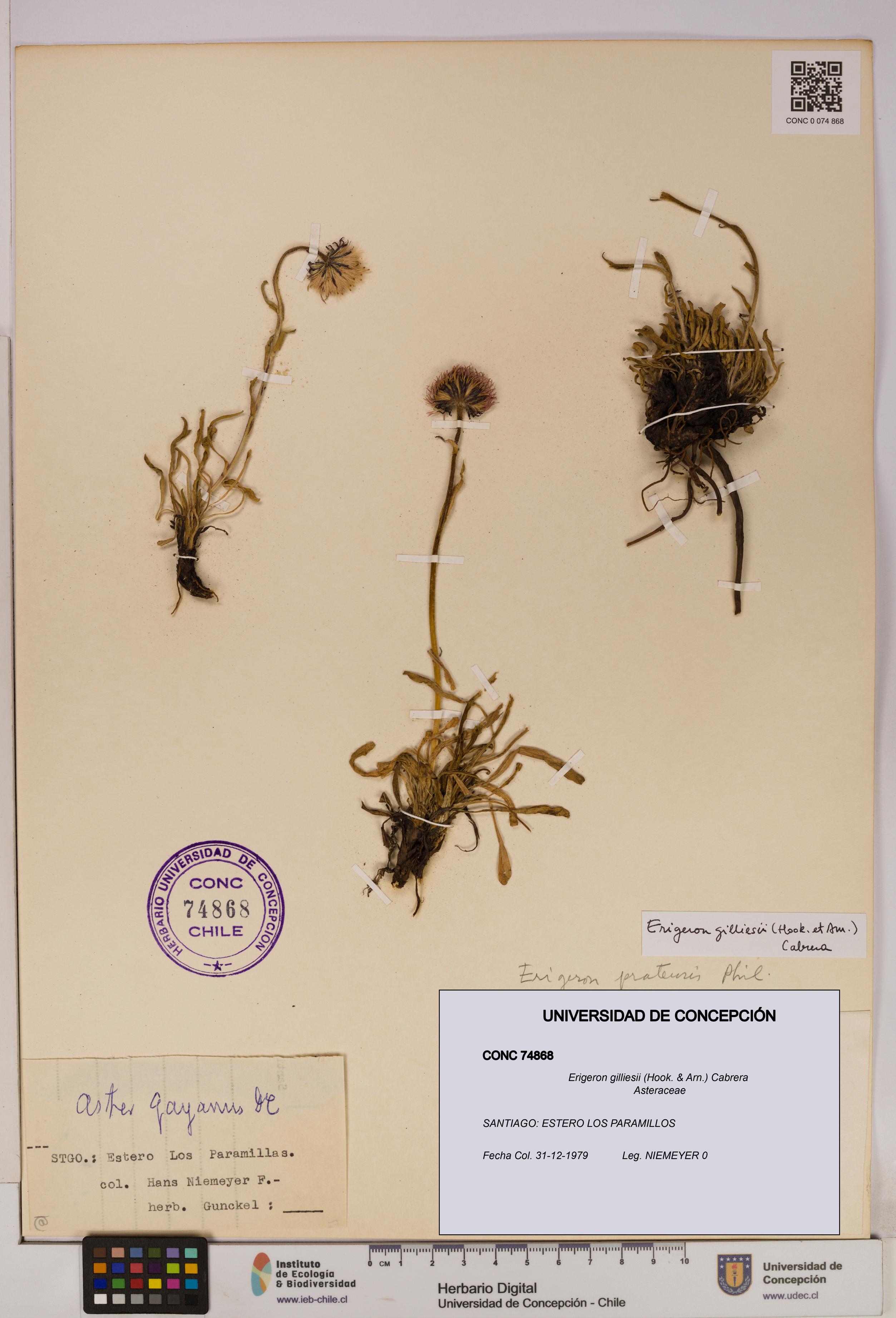 Erigeron gilliesii [Espécimen: UDEC:CONC:0074868]