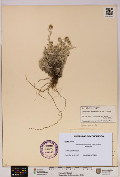 Gamochaeta aliena [Espécimen: UDEC:CONC:0074874]