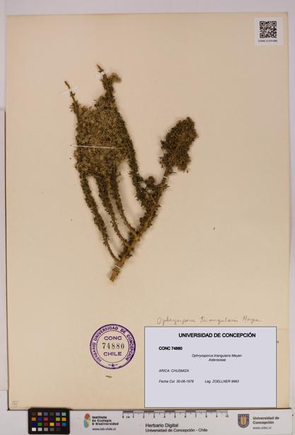 Ophryosporus triangularis [Espécimen: UDEC:CONC:0074880]