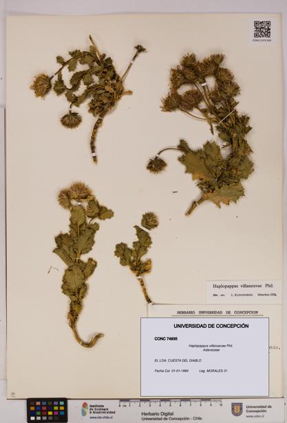 Haplopappus villanuevae [Espécimen: UDEC:CONC:0074935]