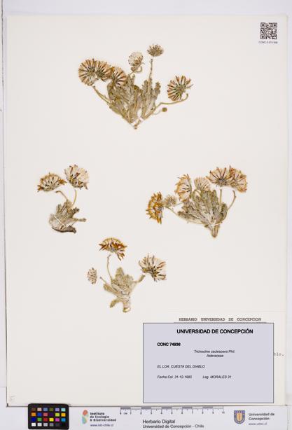 Trichocline caulescens [Espécimen: ]