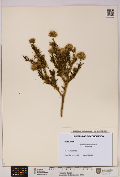 Diplostephium meyenii [Espécimen: UDEC:CONC:0074938]