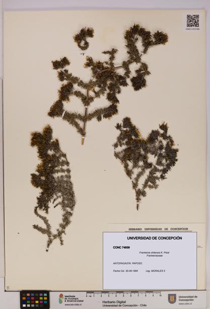 Frankenia chilensis [Espécimen: UDEC:CONC:0074939]