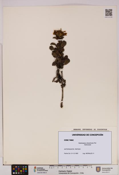 Haplopappus deserticola [Espécimen: UDEC:CONC:0074942]