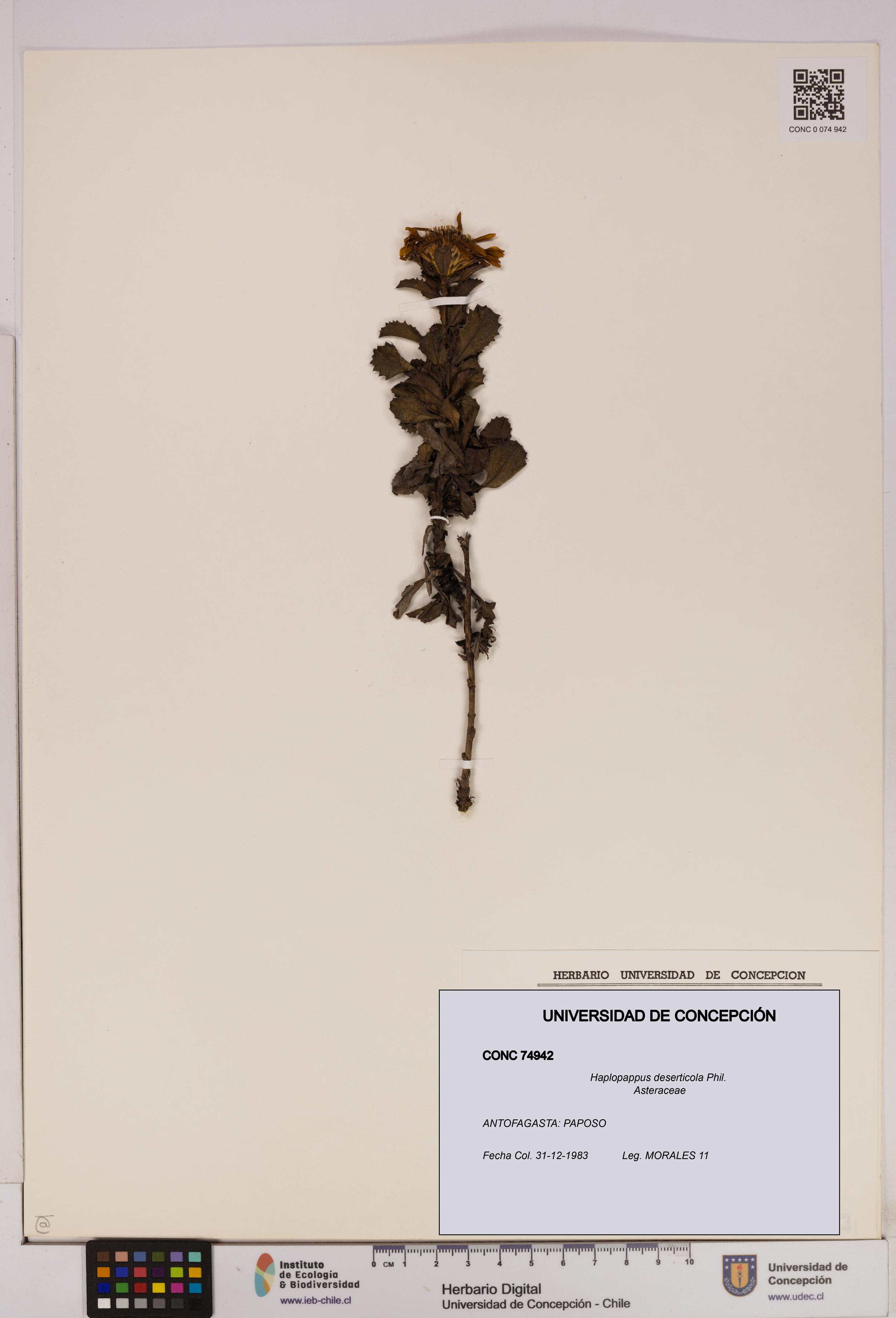 Haplopappus deserticola [Espécimen: UDEC:CONC:0074942]